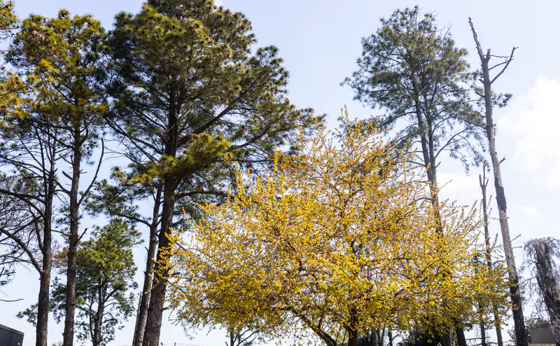 Pinos del bosque